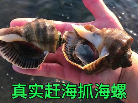 海螺直播赶海视频下载(海螺直播赶海视频下载免费)